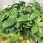 Brussel's Bonsai Live Gensing Grafted Ficus Indoor Bonsai Tree-6 Years Old 8" to 12" Tall with Plastic Grower Pot, Medium, Blank