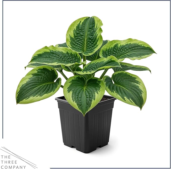 Live Perennial Hosta - Francis Williams (3 Plants Per Pack) Beautiful Accent Plant, 10" Tall by 4" Wide in 1 Qt Pot