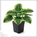Live Perennial Hosta - Francis Williams (3 Plants Per Pack) Beautiful Accent Plant, 10" Tall by 4" Wide in 1 Qt Pot