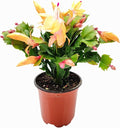 Thanksgiving Cactus, Peach Seasonal Blooms, Live Indoor Plant, Flowering Houseplant, Christmas Cactus, 4-Inch Pot, Holiday Decor, Pet Safe, Free Heat Pack
