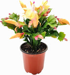 Thanksgiving Cactus, Peach Seasonal Blooms, Live Indoor Plant, Flowering Houseplant, Christmas Cactus, 4-Inch Pot, Holiday Decor, Pet Safe, Free Heat Pack