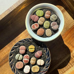 Live Lithops Succulent Plants, 10 Pcs, Rainbow Colorful Variety, Random Pick, Bare Root Without Pot & Soil, Indoor Office Desk Decoration, Plant Lovers Gifts