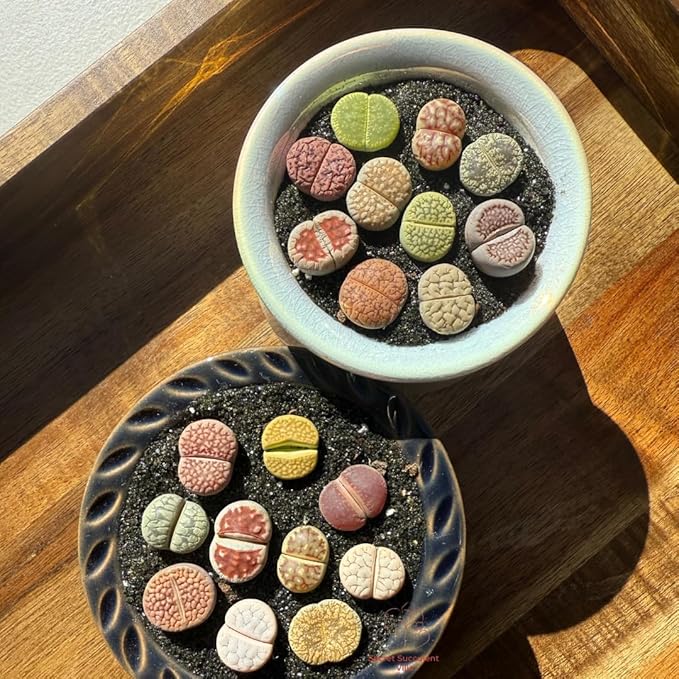 Live Lithops Succulent Plants, 10 Pcs, Rainbow Colorful Variety, Random Pick, Bare Root Without Pot & Soil, Indoor Office Desk Decoration, Plant Lovers Gifts