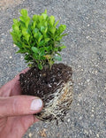 True Dwarf English Boxwood (Buxus) - Starter Plant (7m) (1 Live Plant)