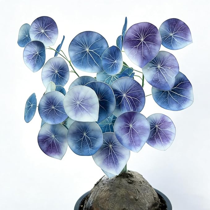 Stephania Erecta | Rare Caudex Bonsai for Indoor Home & Office Decor