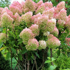 Hydrangea Live Plant, 6-12 Inch Tall, Hardy Flowering Shrub in 2.5" Pot, Outdoor Garden Hydrangea Bush (Pink White Hydrangea)