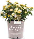 Perfect Plants Lemon Drift Rose Bush 1 Gallon | Live Bushes for Outdoor Planting | Ground Cover Roses Stay Small | Bright Yellow Blooming Shrubs