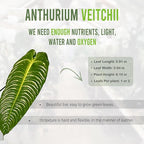 LEAL PLANTS ECUADOR Anthurium Warocqueanum + Veitchii (Pack of 2) Bundle Indoor Plants| Rare Queen & King Anthurium Hybrid|Tropical Premium Houseplants for Home & Office Decor