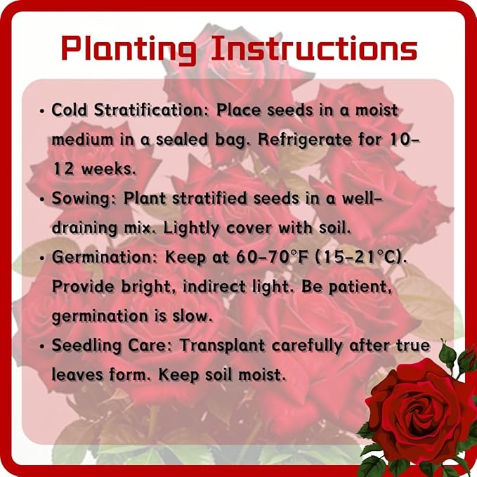 Rare Rose Seeds, 500 Pcs, Sunset Colored Blooming Plants for Garden Flower Beds, Borders & Cut Flowers, Prolific Outdoor Rose Seeds Thriving in Full Sun & Well-Draining Soil (Red)