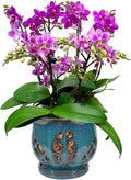 W&W Orchid Pot with Holes and Saucer for Repotting, Teal, 6.5"