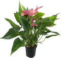 Purple Anthurium Live Plant (Approx. 8-11" Tall), Real Flowers/Unique House Plants in 4" Nursery Pot, Floral Desk Plant, Air Purifying Plants & Cool Gifts for Plant Lovers by Plants for Pets