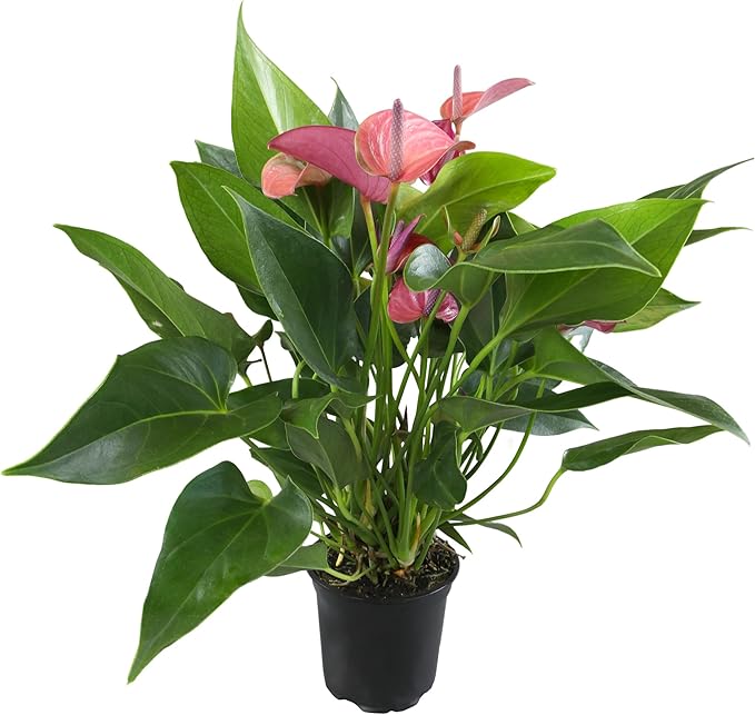 Purple Anthurium Live Plant (Approx. 8-11" Tall), Real Flowers/Unique House Plants in 4" Nursery Pot, Floral Desk Plant, Air Purifying Plants & Cool Gifts for Plant Lovers by Plants for Pets