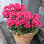 CITYES 3 Pcs Artificial Geraniums Flowers Silk Geraniums for Outdoors UV Resistant Rose Red Artificial Geranium Bush Faux Flowers Plant for Planter Garden Home Decor Patio Vase Table Centerpiece