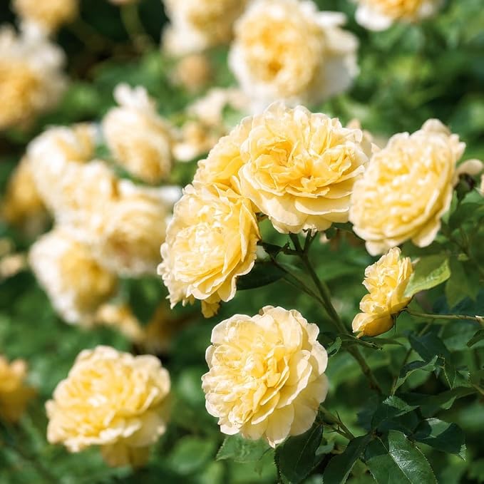 295+ Rose Tree Seeds, Perennial Flower Bush for Outdoor Home Garden Yard Landscape Decoration, Hardy Ornamental Flowering Shrub Gardening Gift