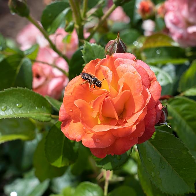 2 Gallon The Orange Glow Knock Out® Rose Plant with Orange Blooms
