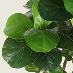 Realead 6ft Fiddle Leaf Fig Tree Artificial with Tall Exquisite Planter - Tall Faux Fiddle Leaf Fig Tree with Natural Trunk and Lifelike Leaves - Fake Fig Tree for Home Living Room Indoor Decor
