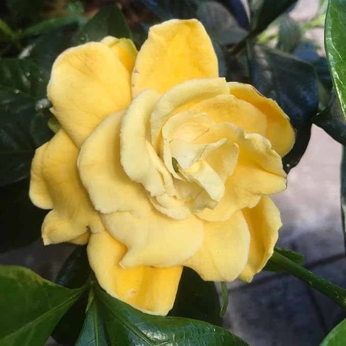 250+ Gardenia Jasminoides Seed Cape Jasmine Climber Vine Lovely White Flowers Highly Fragrant Spectacular Display Garden Outdoor Home