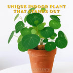 – Stephania Cepharantha Live Plant – Rare Caudex Bulb (Dormant in Winter, May Arrive Leafless) – Indoor Vine Houseplant – Ships Bare Root