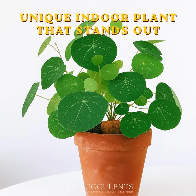 – Stephania Cepharantha Live Plant – Rare Caudex Bulb (Dormant in Winter, May Arrive Leafless) – Indoor Vine Houseplant – Ships Bare Root