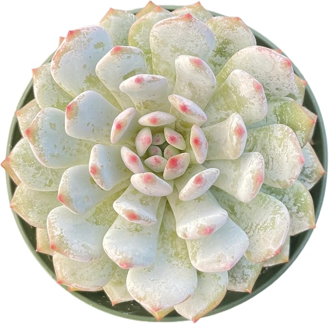 Sprout N Green Echeveria Monroe Excellent, 1 Live Succulent Plant Fully Rooted in 4" Pot, House Plant for Indoor Outdoor Home Office Wedding Decoration DIY Project Party Favor