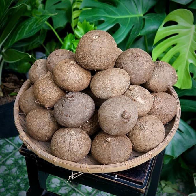 Medium (M Size) Stephania Cephalantha Plant Caudex Bulb, 2.5-3" Rare Unique Succulent with No Hair Roots, Home Decor, Houseplant, Cold Hardy