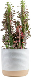Costa Farms Live Euphorbia Trigona ‘Red’ Cactus Plant in 10-Inch Decorative Pot – Tall, Low-Maintenance Succulent for Indoor Decor, Air-Purifying, Rare Red African Milk Tree