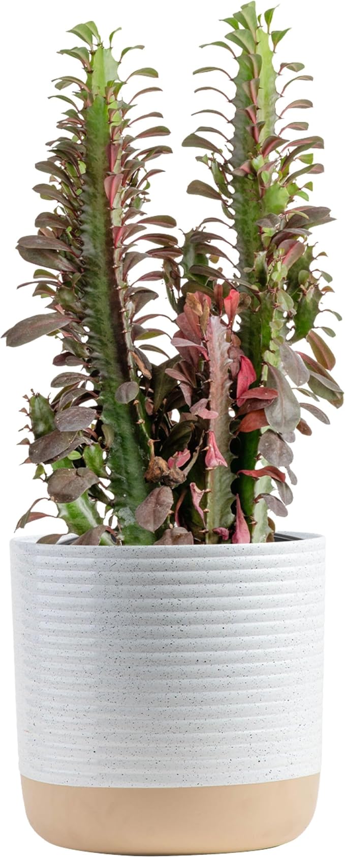 Costa Farms Live Euphorbia Trigona ‘Red’ Cactus Plant in 10-Inch Decorative Pot – Tall, Low-Maintenance Succulent for Indoor Decor, Air-Purifying, Rare Red African Milk Tree