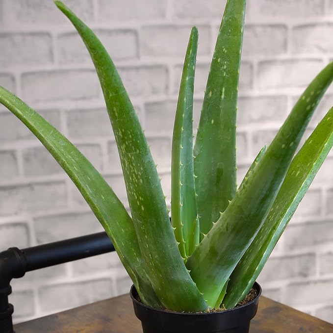 Aloe Vera Plant Gift in 4" White Pot, Live Succulent, Easy Plant for Beginners, Real Succulents for Home or Office, Indoor Houseplant Decor by Plants for Pets