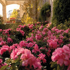 Perfect Plants Encore Autumn Carnation Azalea in 3 Gallon Pot | Live Evergreen Shrub | Pink Flowers that Rebloom Spring & Fall | Perfect for Outdoor Planting in Zones 6-10 | Rhododendron