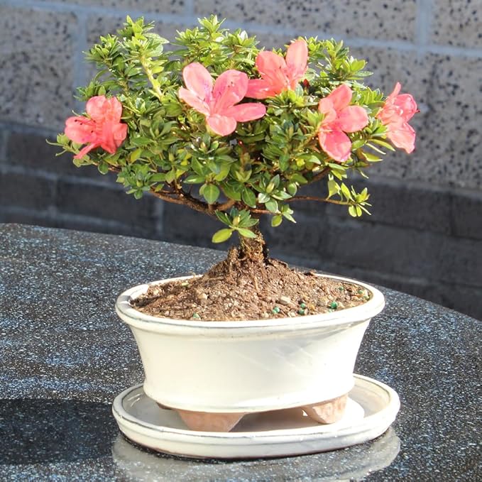 Satsuki Azalea 'Kazan' with White 6" Ceramic Tray