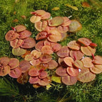 30 Red Root Floater Plants Live, Red Root Floater Live Plant, Vibrant Aquarium Plants for Indoor and Outdoor Gardens