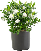 Shrub 2.5 Qt. August Beauty Gardenia