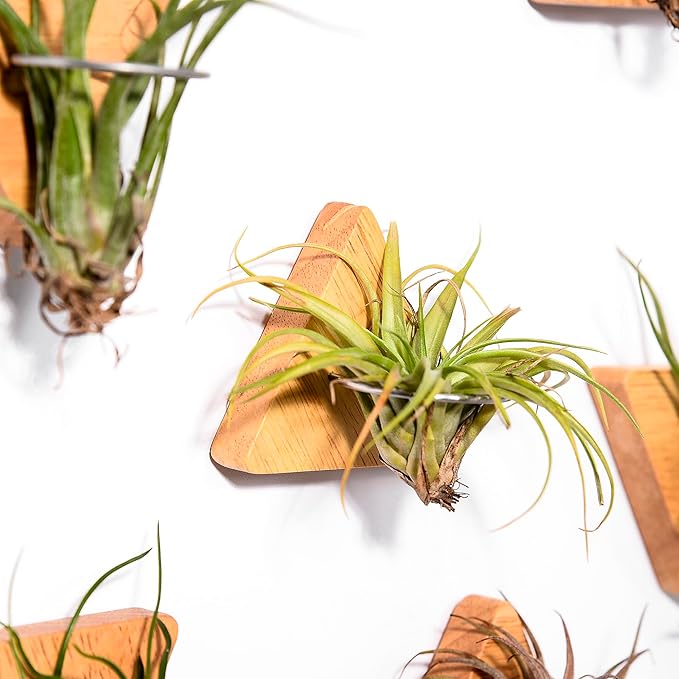 MITIME Air Plants Holders-Real Wood Live Air Plant Holders.Rustic Air Plant Stand,Wall-mounted to save space.(Plants not included)( Triangle Set of 6