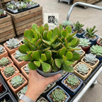 Jade Plant Live, Crassula Ovata in 2 Inch Pot, Air-Purifying, Low Maintenance, Perfect for Home and Office Décor, Easy Care Starter Plants
