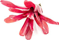 ragnaroc Live Plants - Bromeliad Neoregelia 'Fireball', Large 5-7" - 1ct - Live Arrival Guaranteed - House Plants for Home Decor & Gift