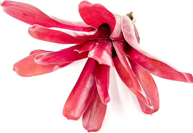 ragnaroc Live Plants - Bromeliad Neoregelia 'Fireball', Large 5-7" - 1ct - Live Arrival Guaranteed - House Plants for Home Decor & Gift