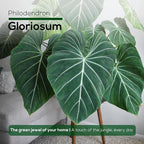 Philodendron Gloriosum Plant (4 Pack) Live Starter Plug Plants, Rare Indoor Tropical Houseplants, Velvet Leaf Philodendron, Easy Care Foliage Plants Live