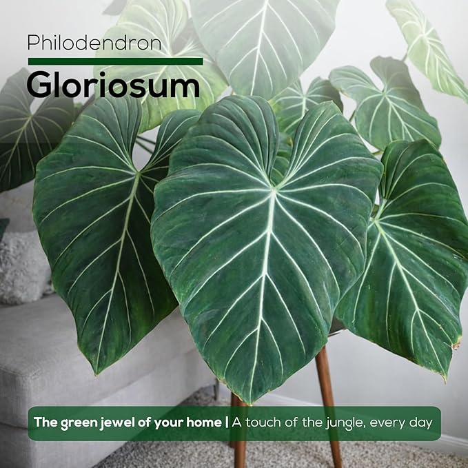 Philodendron Gloriosum Plant (4 Pack) Live Starter Plug Plants, Rare Indoor Tropical Houseplants, Velvet Leaf Philodendron, Easy Care Foliage Plants Live