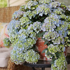 Proven Winners 2 Gal. Fairytrail Fresco Hydrangea Shrub