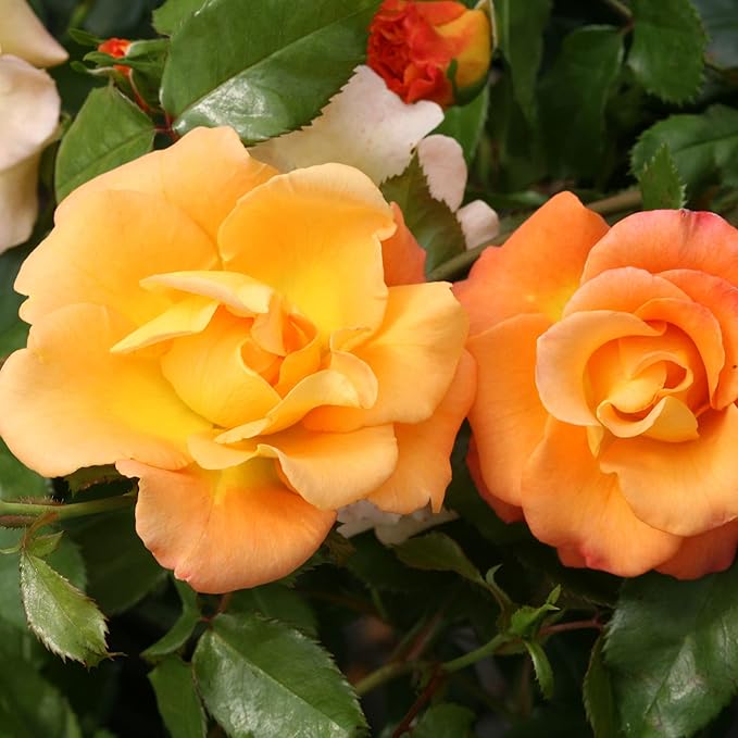 Proven Winners 2 Gal. Suñorita Rose Shrub