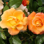 Proven Winners 2 Gal. Suñorita Rose Shrub