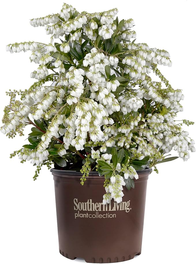 Mountain Snow Pieris (2 Gallon) Blooming Evergreen Shrub with White Flowers - Part Shade to Shade Live Outdoor Plant