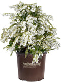 Mountain Snow Pieris (2 Gallon) Blooming Evergreen Shrub with White Flowers - Part Shade to Shade Live Outdoor Plant