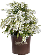 Mountain Snow Pieris (2 Gallon) Blooming Evergreen Shrub with White Flowers - Part Shade to Shade Live Outdoor Plant