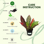 Bumble Plants Croton Petra Live Plants [Winter Thermal Packaging Included], Vibrant Foliage, Air-Purifying Indoor House Plants in Pot, Easy-Care | Low Light Indoor Plants