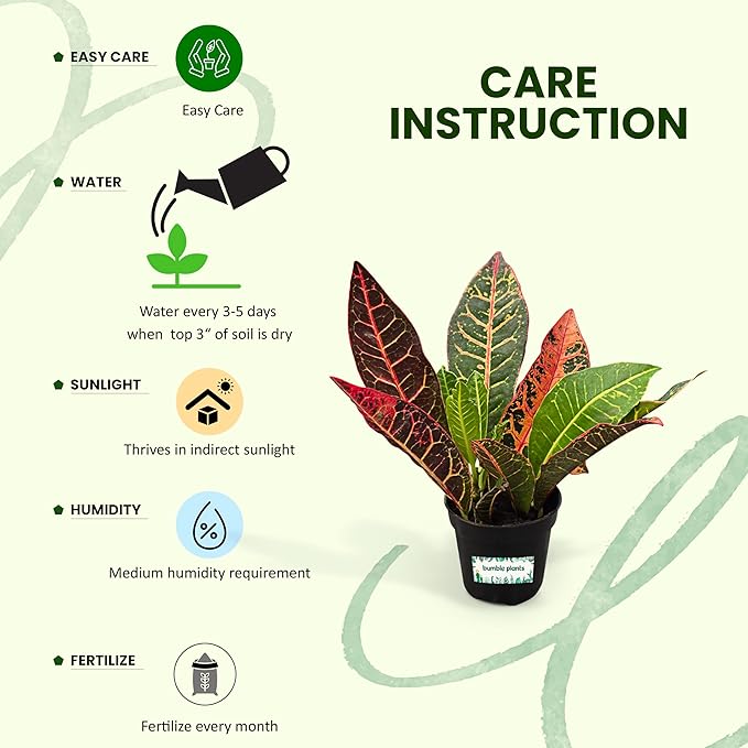 Bumble Plants Croton Petra Live Plants [Winter Thermal Packaging Included], Vibrant Foliage, Air-Purifying Indoor House Plants in Pot, Easy-Care | Low Light Indoor Plants