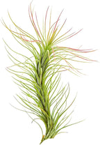 ragnaroc Air Plants - Tillandsia Funckiana, Large 5" - 1ct - Live Arrival Guaranteed - House Plants for Home Decor & Gift