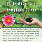 Mainam Mixed Colorful Hardy Water Lily Tuber Live Aquarium Plant for Freshwater Fish Pond Balcony Buy 2 GET Fertilizer Free (Red Nymphaea Sultan)