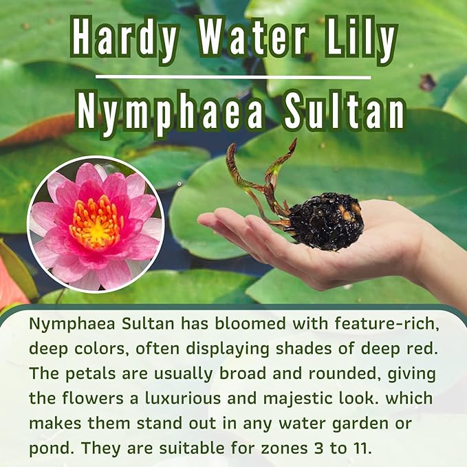 Mainam Mixed Colorful Hardy Water Lily Tuber Live Aquarium Plant for Freshwater Fish Pond Balcony Buy 2 GET Fertilizer Free (Red Nymphaea Sultan)