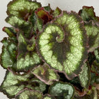 Trailing Begonia Plant Live, Rare Begonias Live Plant, 4-8 Inc Starter Indoor Outdoor Houseplant (Green Cream Begonia)